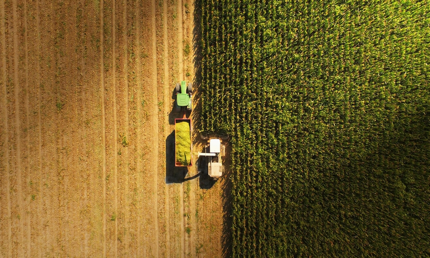 Como evitar o efeito chicote na gestão de suprimentos do seu negócio?